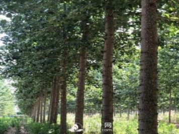 河南周口：培育出不飞絮的杨树新品种