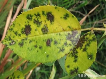 深秋天季节月季出现斑点的病害原因与防治