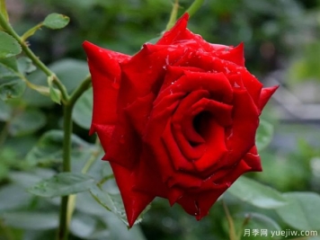 2023年情人节十大玫瑰品种销量榜，卡罗拉位居首位
