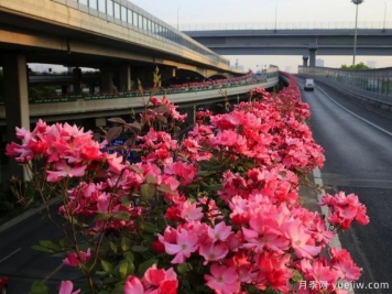 30万株新品种，杭州高架月季会带来什么样的惊喜？