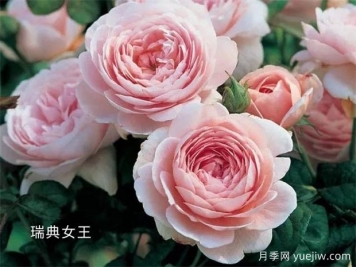 100种月季玫瑰品种图鉴大全，你认识有没有超过10个？