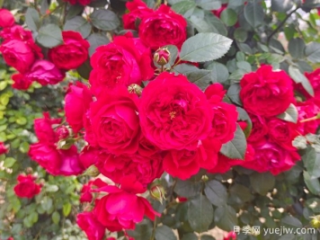 6款红色系的藤本月季品种，适合打造网红花墙