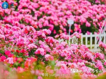 2024年第二届杭州市月季花展举办，赏500万株月季