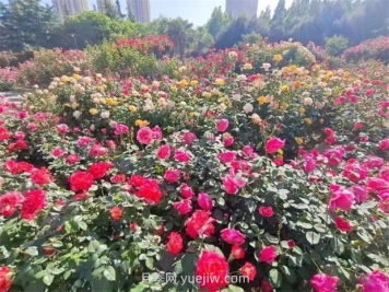 郑州月季公园40万株月季竞相绽放，感受花漾生活